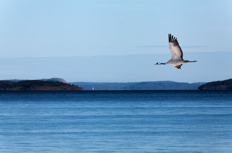 bird flies over water