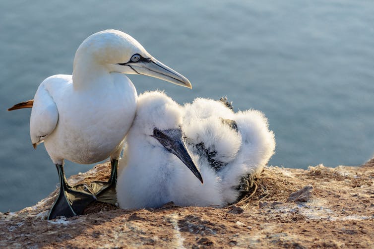 northern gannet pair with offspring