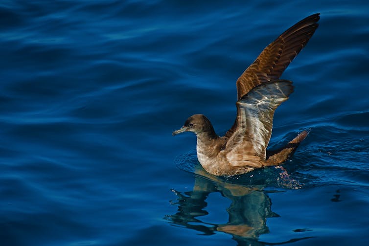 Shearwater floats on water