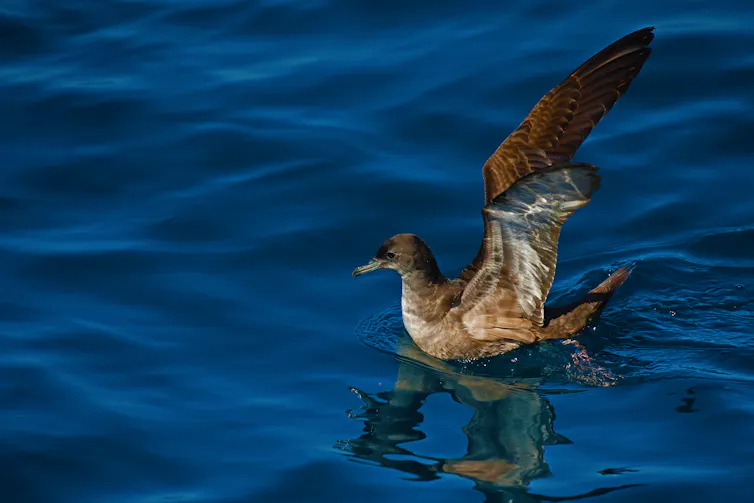 Shearwater floats on water