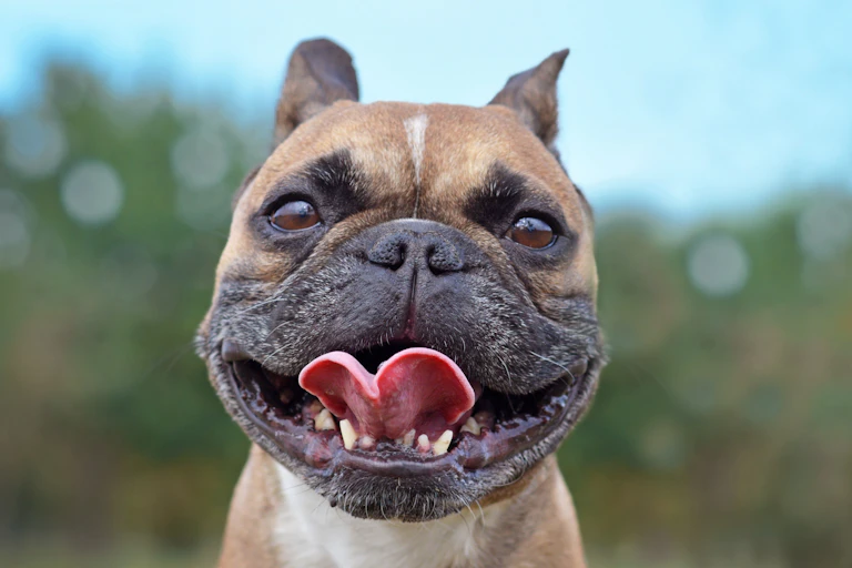 Funny looking dog