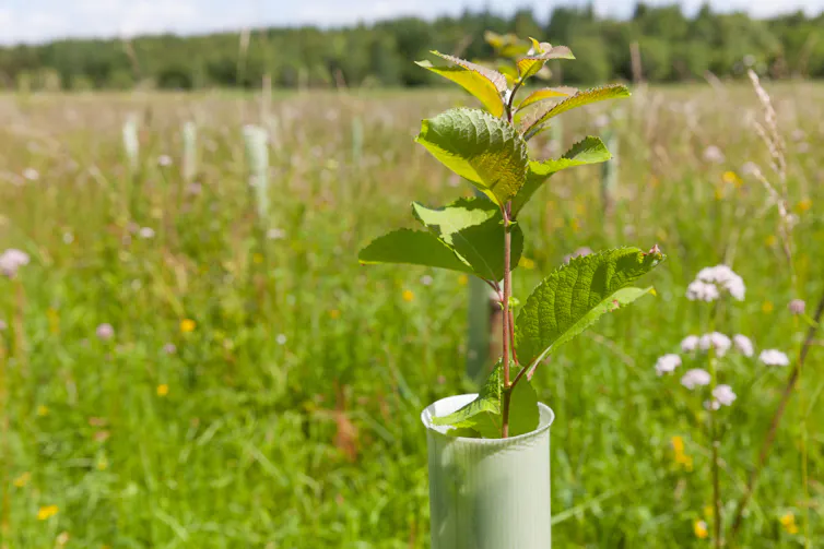 A tree sapling in a plastic bracket in a field.