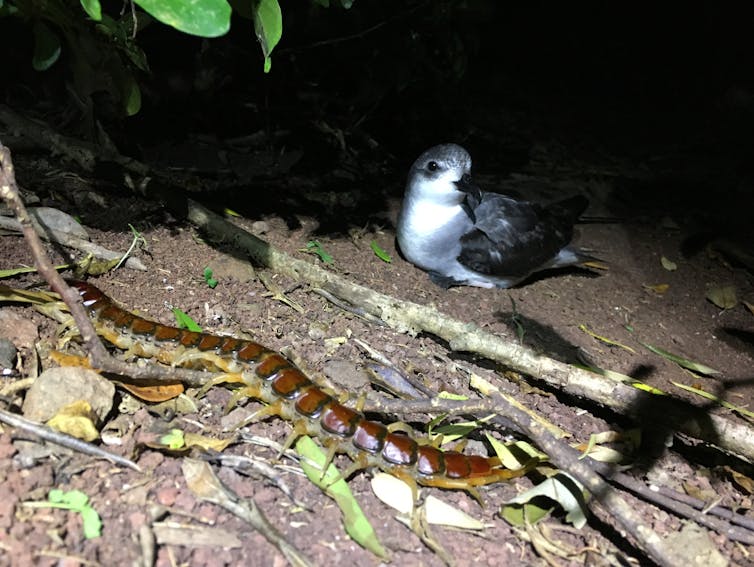 Phillip Island centipede (_Cormocephalus coynei_) and a black-winged Petrel (_Pterodroma nigripennis_).