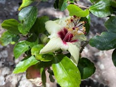 The endemic Phillip Island hibiscus. Luke Halpin