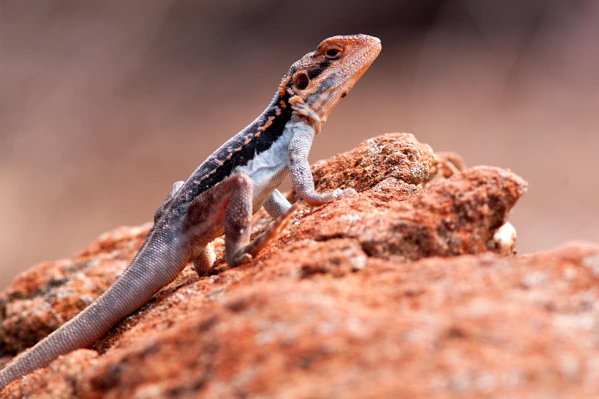 Hundreds of Australian lizard species are barely known to science. Many