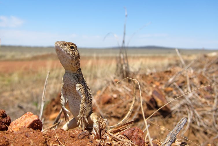 Hundreds of Australian lizard species are barely known to science. Many may face extinction