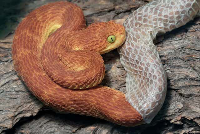 How To Care For A Shedding Snake: 12 Steps (With Pictures)