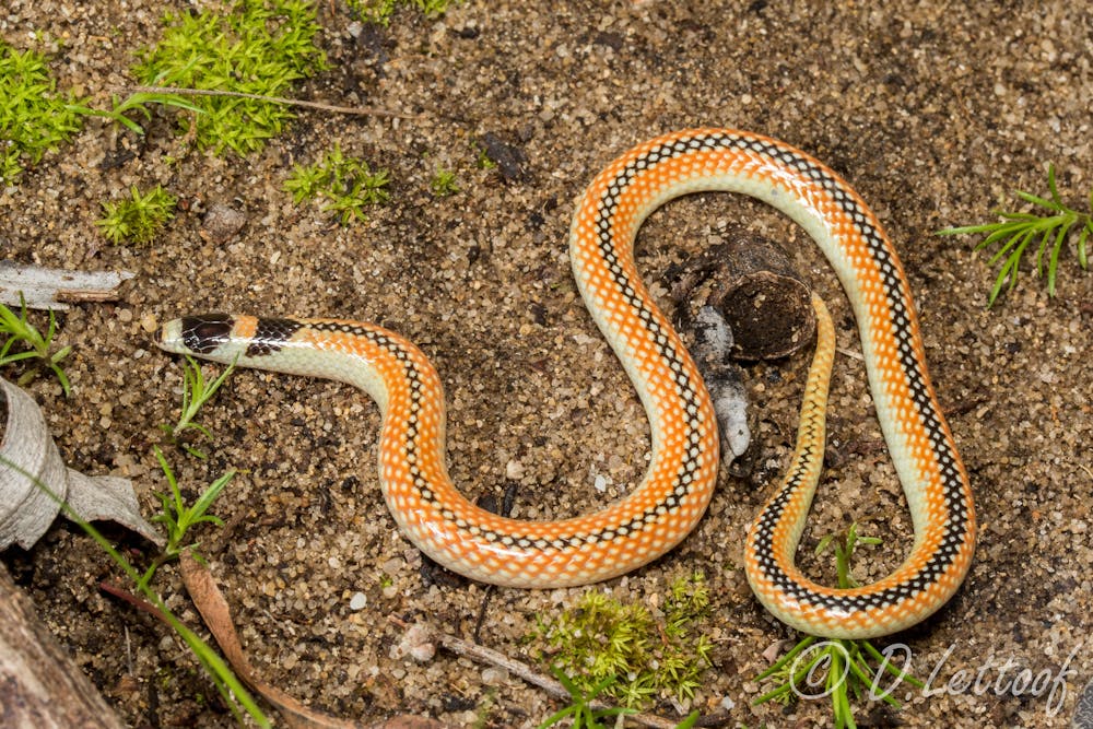 Curious Kids: when a snake sheds its skin, why isn't it colourful?