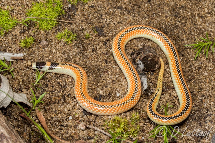 Orange snake with a black stripe