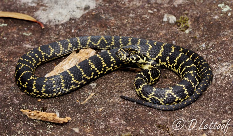 Black and yellow snake