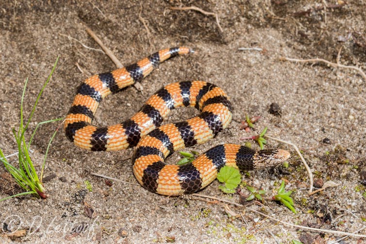 Orange and black striped snake