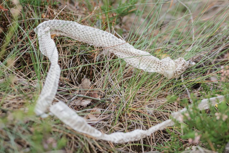 when a snake sheds its skin, why isn’t it colourful?