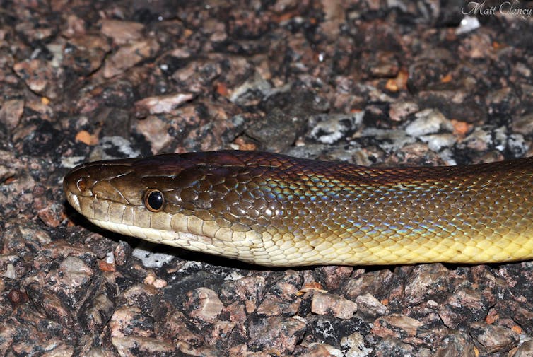 Curious Kids: when a snake sheds its skin, why isn’t it colourful?