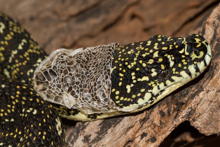 Curious Kids: when a snake sheds its skin, why isn’t it colourful?