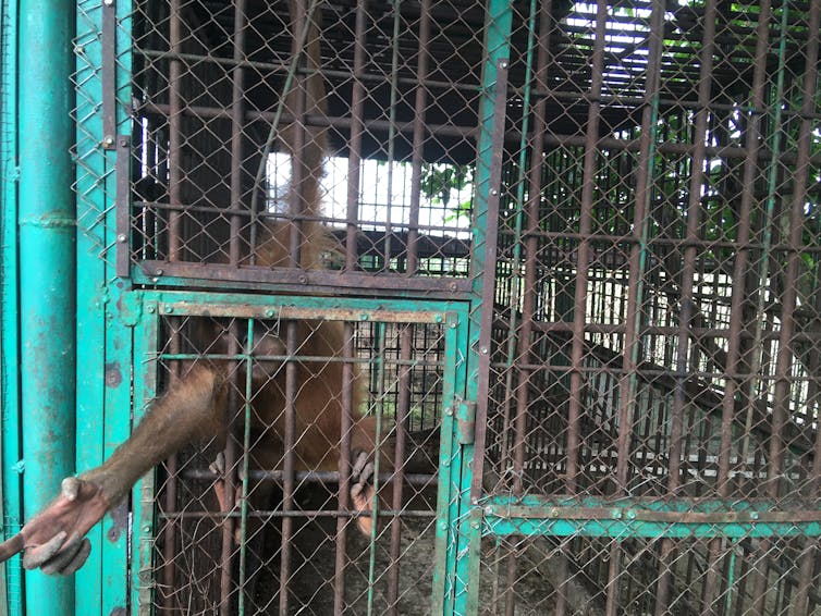 An orangutan pokes its arm through the bars of a large cage.