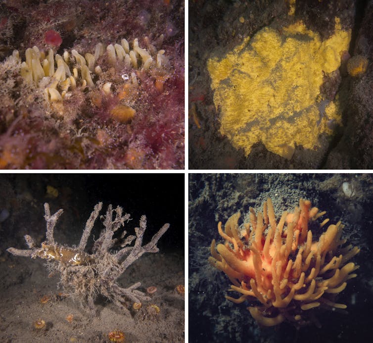 A split image of four different sponge species.