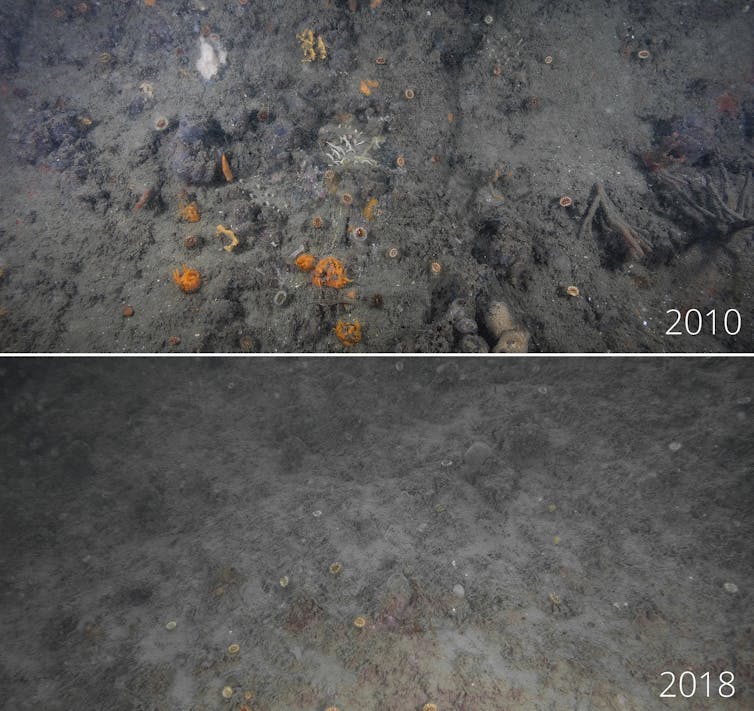 A before and after shot of a rocky surface, with bright sponges lost from the after image.