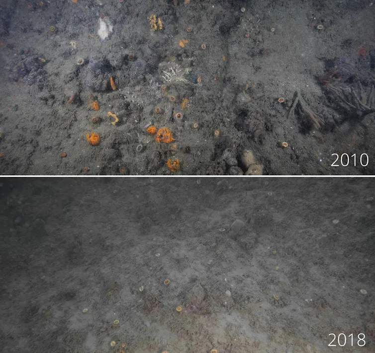 A before and after shot of a rocky surface, with bright sponges lost from the after image.
