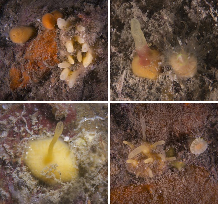 A split image of four different young sponges.
