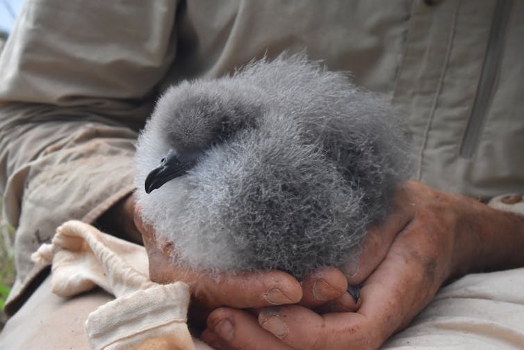 Black-winged petrel chick