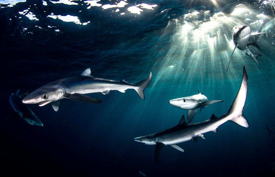 Blue sharks off of Cape Point, South Africa, with the sunlight piercing through the water. 