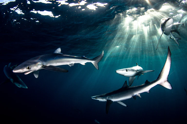 Blue sharks off of Cape Point, South Africa, with the sunlight piercing through the water.