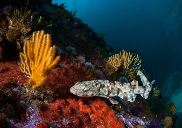 A puffadder shy shark on a reef in Table Mountain National Park Marine Protected Area.