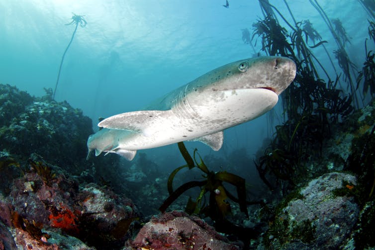 A sevengill shark swimming in the Table Mountain National Park.