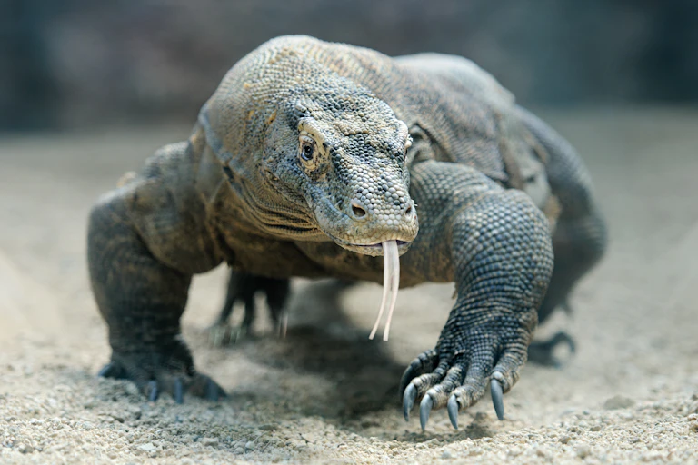 Frontal view of a Komodo dragon striding towards the camera.