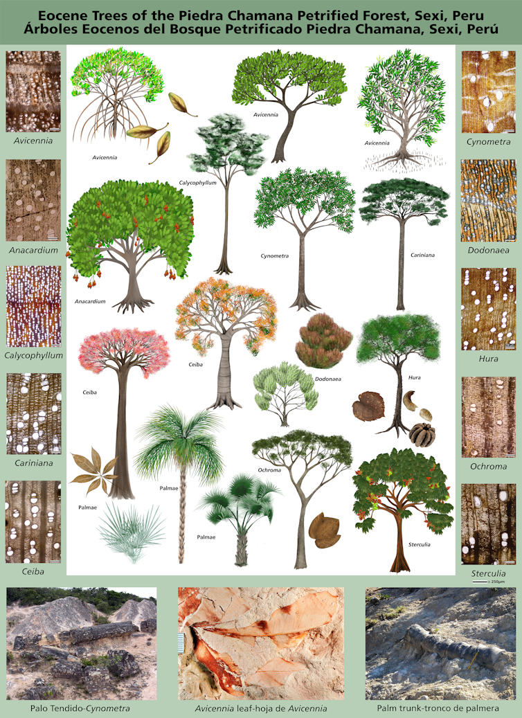 An artist's illustrations of each of the most common variety of trees found, plus cross-sections of the fossil wood as seen under a microscope