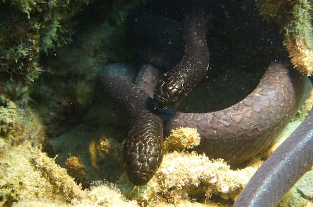 A male turtle-headed on top of a female under a rock in Baes des Citron, New Caledonia.