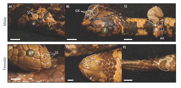 The sex life aquatic: how moving from land to water led to the surprisingly touchy courtship of sea snakes