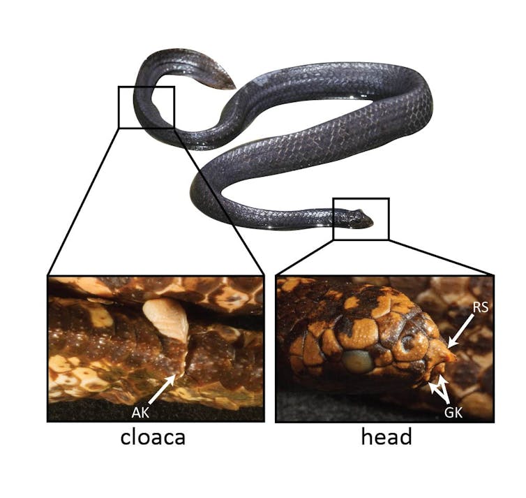 how moving from land to water led to the surprisingly touchy courtship of sea snakes