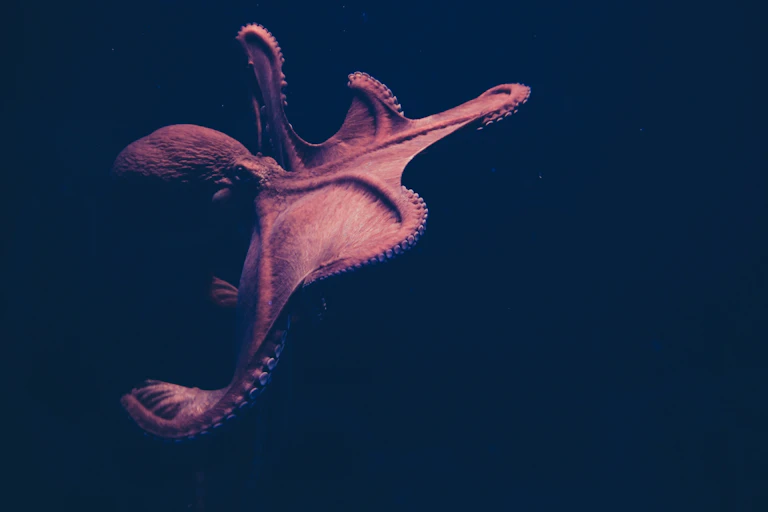 Un poulpe à l'oceanarium de Lisbonne au Portugal.