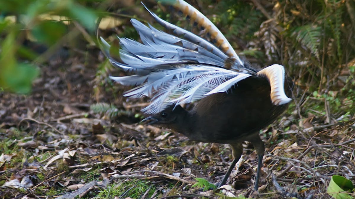 Lyrebirds mimicking chainsaws: fact or lie?