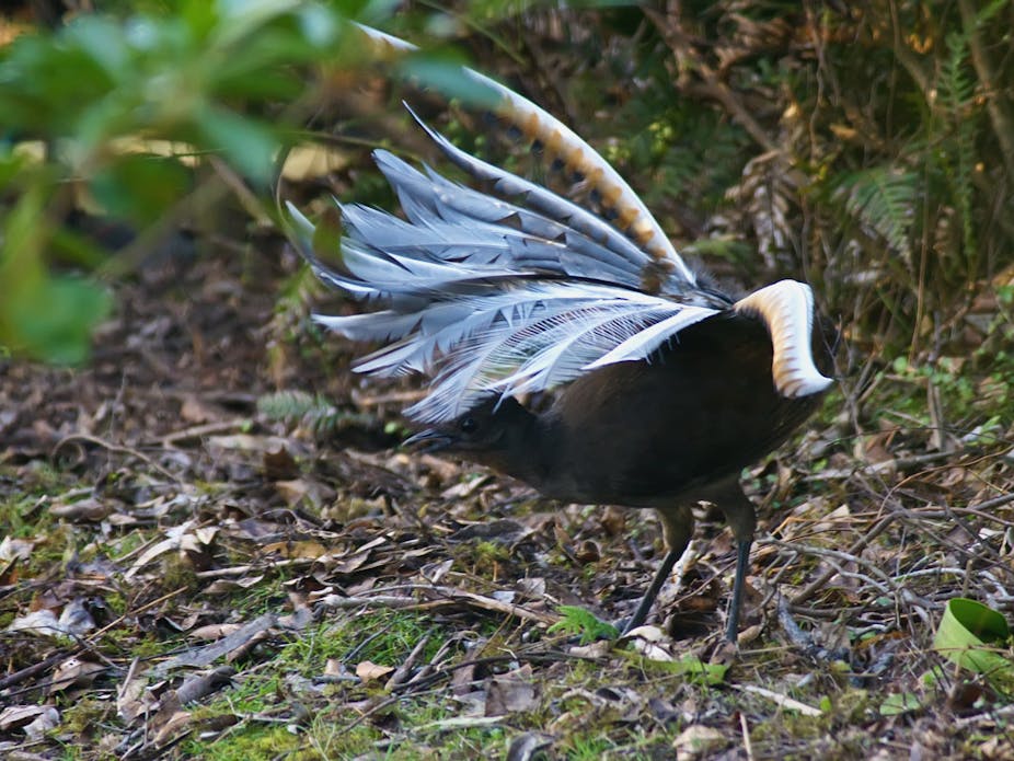Download Lyrebirds mimicking chainsaws: fact or lie?