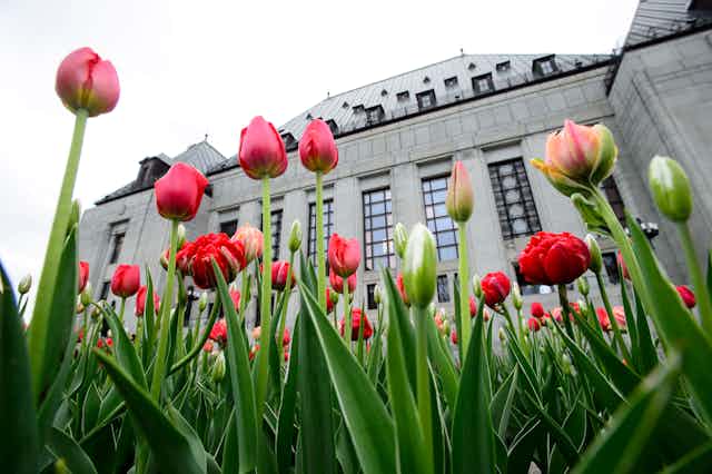 Pink and red tulips bloom in front of the Supreme Court building.
