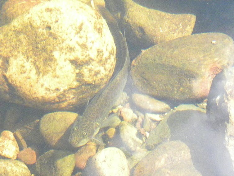 Fish among rocks