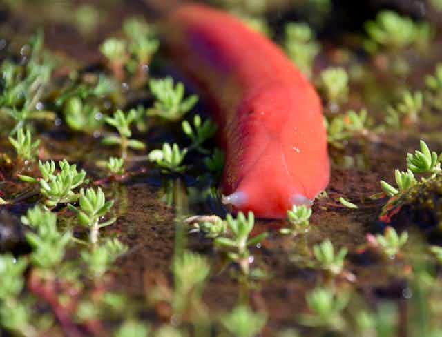 Mt Kaputar Pink Slug