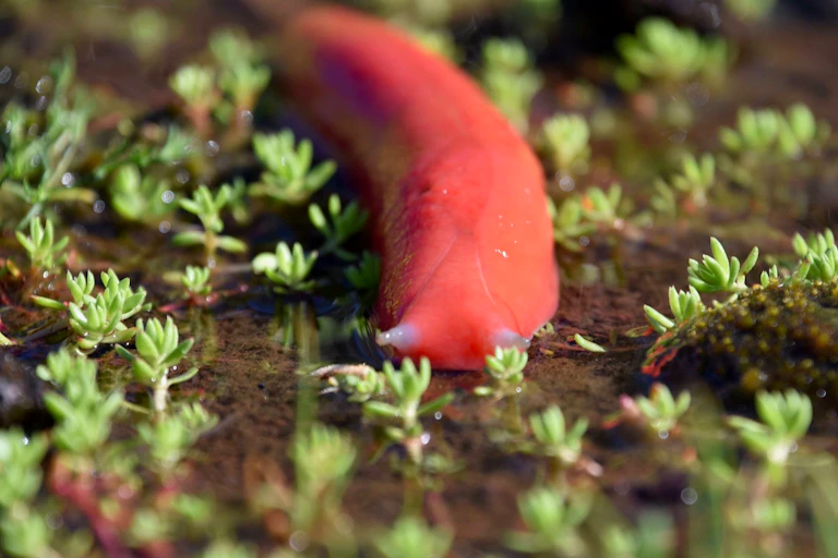 Mt Kaputar Pink Slug