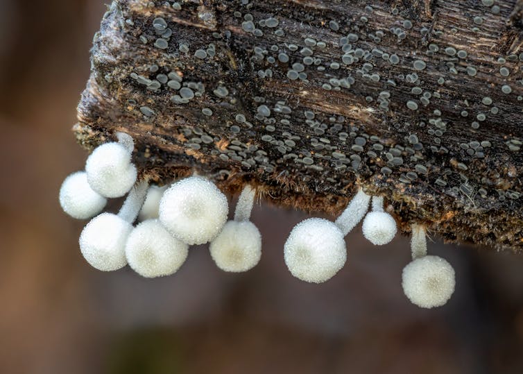 fungi on log