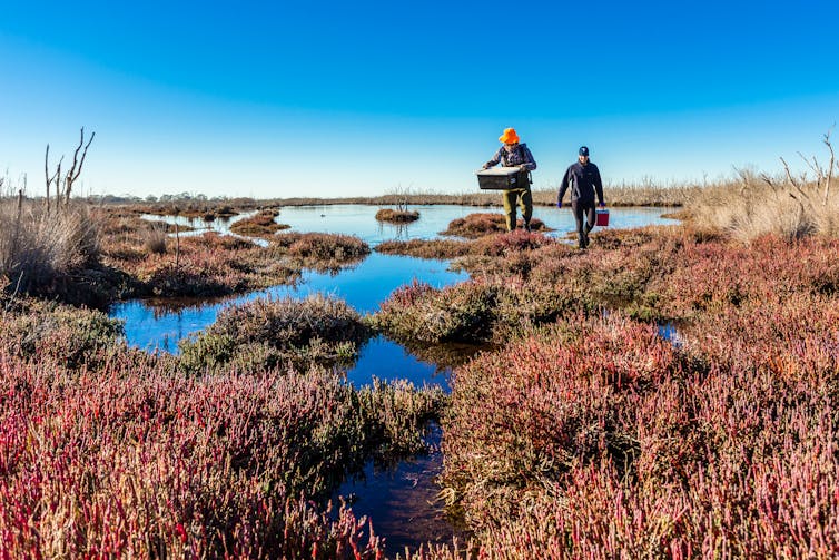 Two scientists walk through wetlands holding boxes
