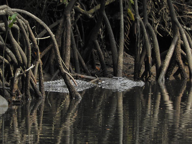 Friday essay: reckoning with an animal that sees us as prey — living and working in crocodile country