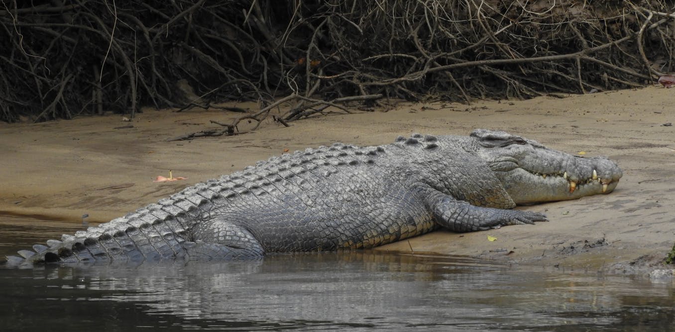 Friday essay: reckoning with an animal that sees us as prey — living and  working in crocodile country