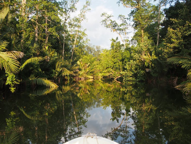 Friday essay: reckoning with an animal that sees us as prey — living and working in crocodile country