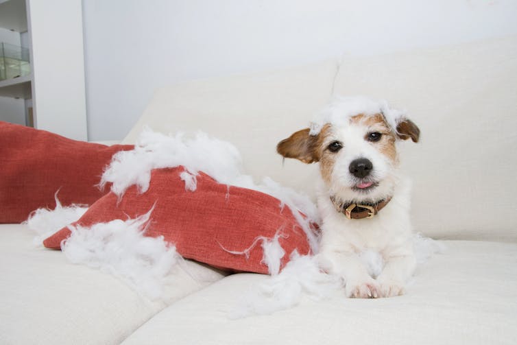 A dog sitting next to a cushion with the stuffing pulled out of it.