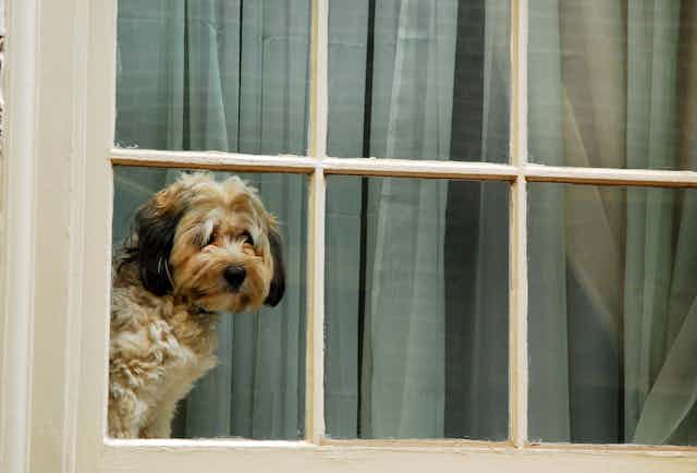 A dog looking out of a window.