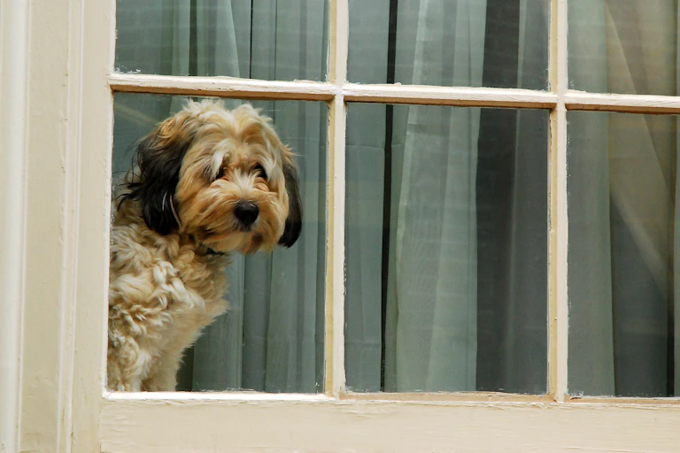 A dog looking out of a window.