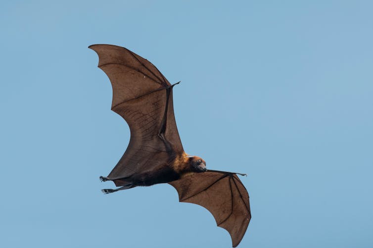 A bat flying against a blue sky