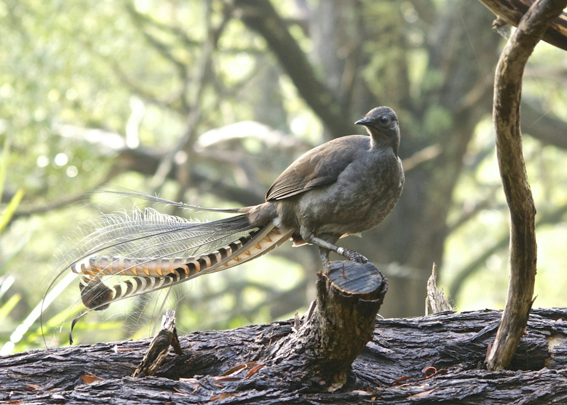 Lyrebird hoax 2025